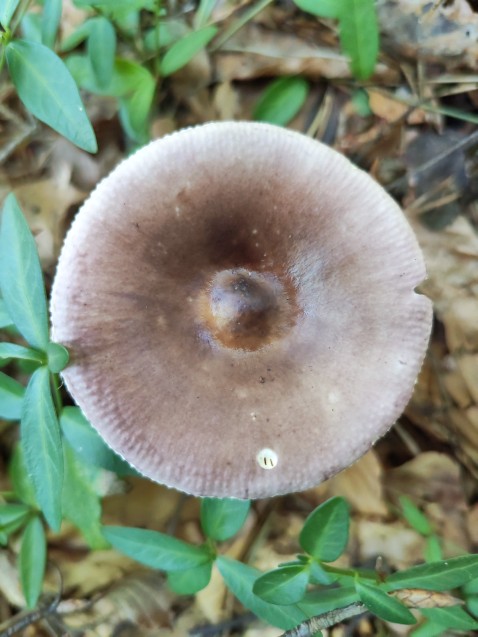 Russula caerulea
