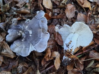 Tricholoma portentosum