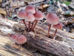 Mycena haematopus