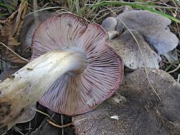 Tricholoma orirubens