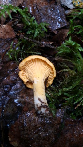 Cantharellus cibarius