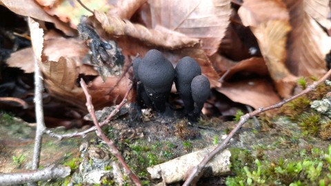 Xylaria polymorpha