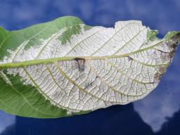 Pseudomicrostroma juglandis