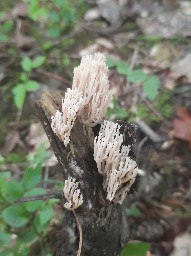 Artomyces pyxidatus