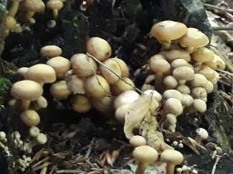 Kuehneromyces mutabilis