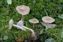 Clitocybe fragrans