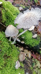 Coprinus giganteoporus