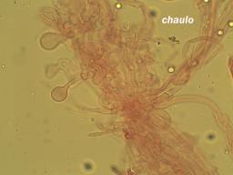 Atheniella flavoalba
