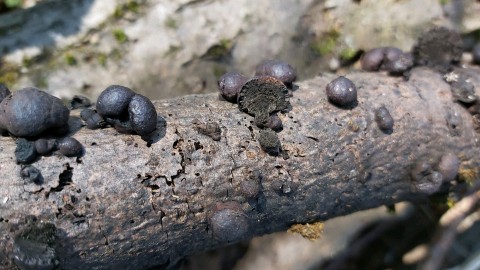 Daldinia concentrica