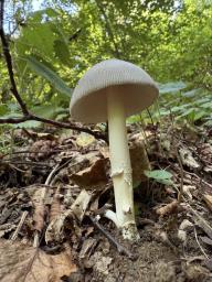 Amanita battarrae