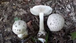 Amanita strobiliformis