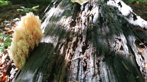 Artomyces pyxidatus