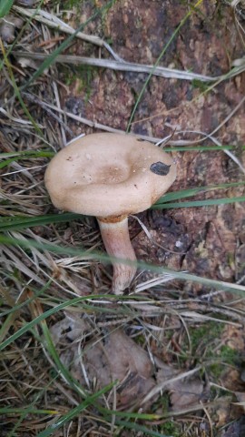 Paxillus involutus