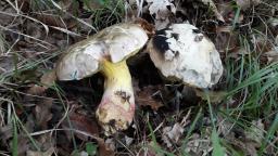 Butyriboletus fechtneri