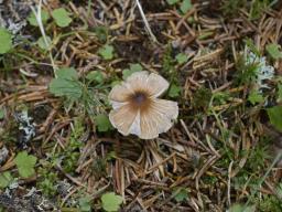 Inocybe fuscidula