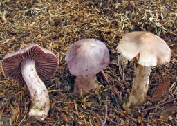 Cortinarius malachius