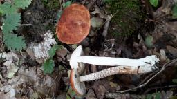 Leccinum aurantiacum