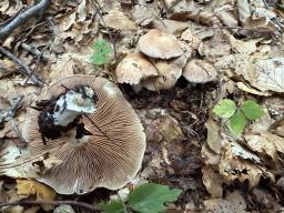 Hebeloma sinapizans