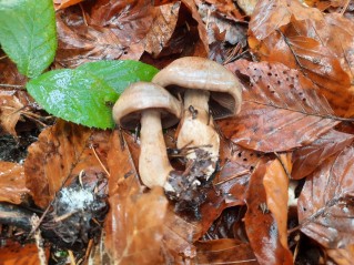 Cortinarius infractus