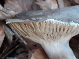 Hygrophorus marzuolus