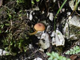 Entoloma formosum