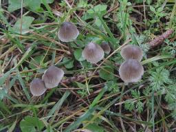 Mycena leptocephala