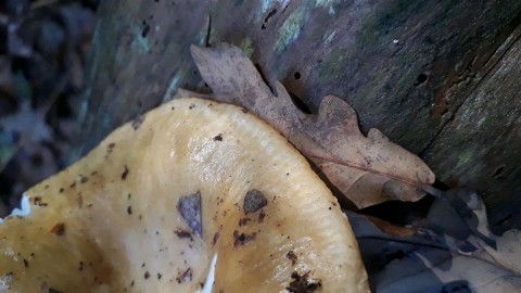 Russula ochroleuca