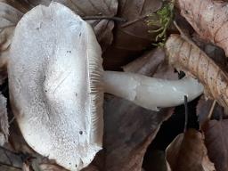 Tricholoma scalpturatum