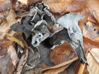 Craterellus cornucopioides