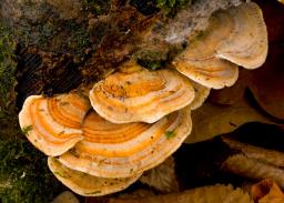 Trametes ochracea
