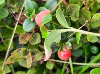 Exobasidium vaccinii