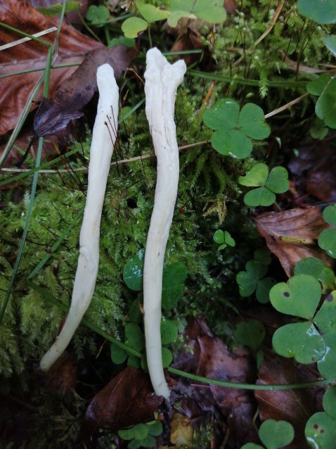 Clavaria fragilis