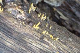 Calocera cornea