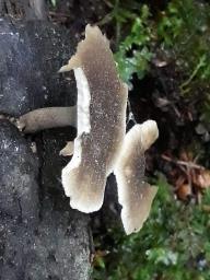 Lentinus substrictus