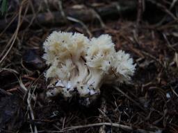 Clavulina coralloides