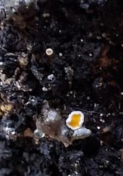 Lachnellula resinaria