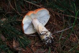 Cystoderma cinnabarinum