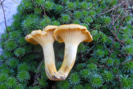 Cantharellus cibarius