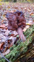 Gyromitra infula