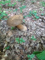 Boletus aereus