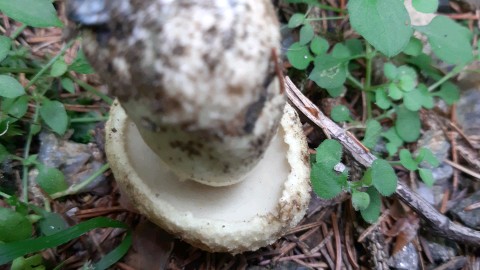 Gyroporus cyanescens