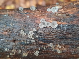 Resupinatus applicatus