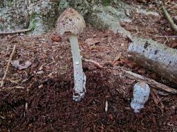 Amanita coryli
