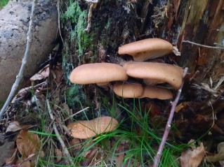 Tapinella atrotomentosa