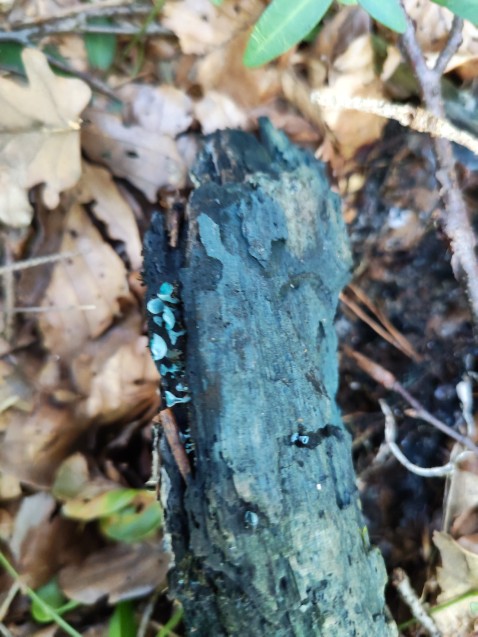 Chlorociboria aeruginascens