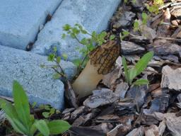 Morchella importuna