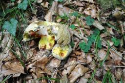 Rubroboletus rhodoxanthus