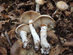 Cortinarius sebaceus