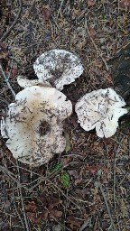 Russula delica