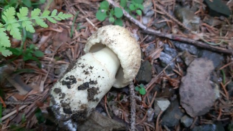 Gyroporus cyanescens